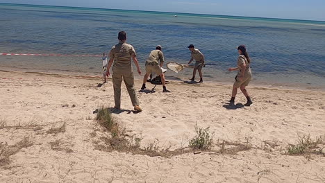 Toma-Manual-De-Oficiales-De-Vida-Silvestre,-Cuidadores-Del-Zoológico-Y-Un-Médico-Veterinario-Rescatando-A-Una-Foca-Enferma-Arrastrada-Por-La-Orilla