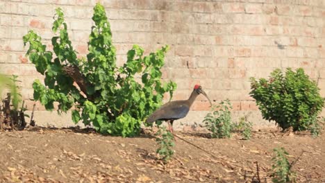 A-indian-courser-bird,-a-little-bird-is-stand-in-the-farm-at-sunset-time