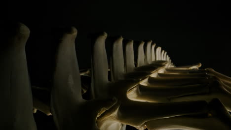 Crocodillian-skeleton-close-up-macro-of-vertebrae