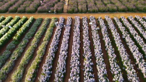 Rückwärtsluftaufnahmen-Des-Hokkaido-Blumenparks-Mit-Menschen-Auf-Plattformen,-Die-In-Khao-Yai,-Pak-Chong,-Thailand-Fotografieren