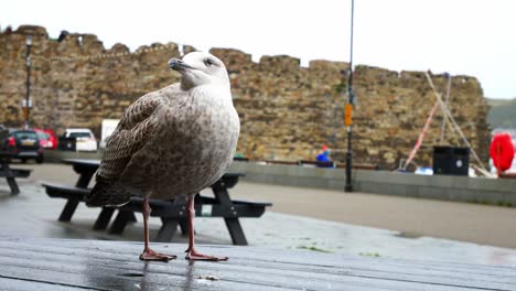 Freche-Graue-Möwe-Steht-Auf-Dem-Picknicktisch-Im-Hafen-Von-Conwy-In-Der-Nähe-Des-Bewölkten-Herbsthafens