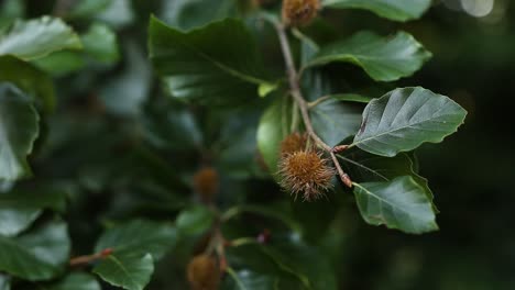 Castaño-Enano-Exuberante-O-Castanea-Pumila,-Primer-Plano