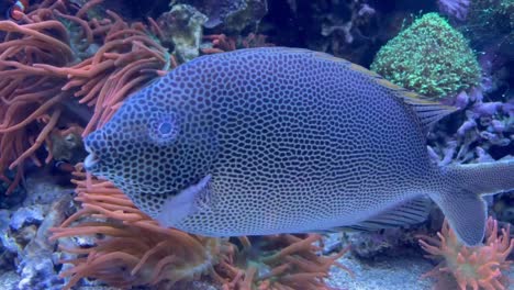 Peces-De-Arrecife-De-Coral-Exóticos-Azules-Con-Cara-Linda-Y-Lunares