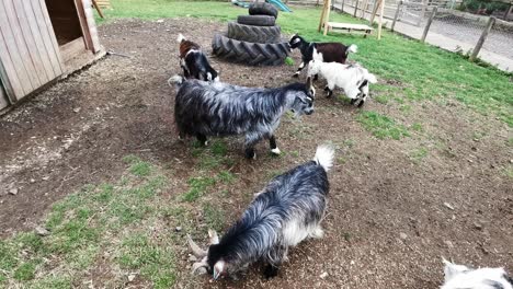 Cabras-Pigmeas-Rescatadas-En-Un-Corral-Ocupándose-De-Sus-Propios-Asuntos