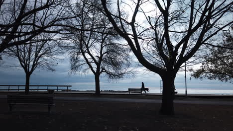 A-tilt-down-from-the-sky-and-tree-canopy-to-a-wide-vista-of-dog-walkers-at-the-lake