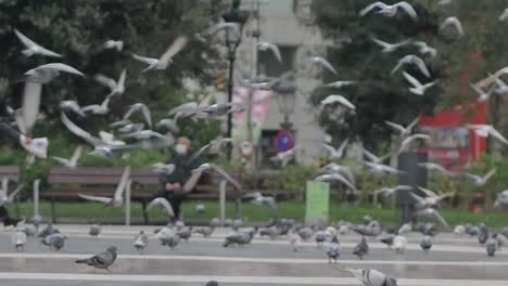 Centro-De-La-Ciudad-Plaza-Catalunya,-Bandada-De-Palomas-Despegando,-Dembele-Barcelona,-España,-Cámara-Lenta