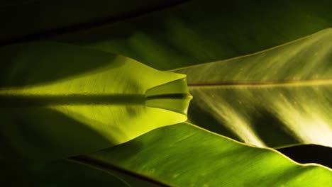 Beautiful-symmetrical-vertical-bird's-nest-fern-slowly-unfurling-new-growth-in-soft-backlit-sun-light