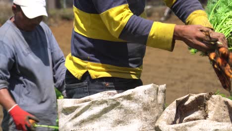 CARTAGO,-COSTA-RICA---JUNE-20,-2021:-some-farmers-at-work,-carefully-separating-carrot-roots-from-the-plant-and-the-dirt,-and-putting-them-in-a-sack