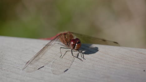 Winzige-Libelle-Sitzt-Still-In-Der-Sonne,-Handheld-Nahaufnahme