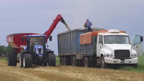 Un-Agricultor-Transfiere-Trigo-De-Un-Vagón-De-Granos-A-Un-Remolque-Para-Su-Transporte