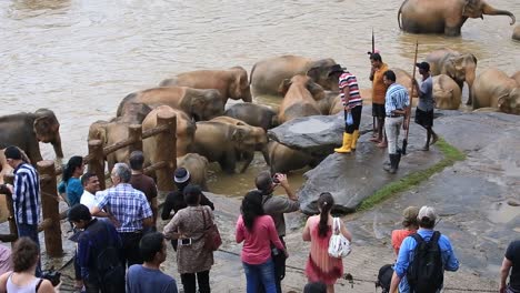 Blick-Auf-Einheimische-Touristen,-Die-Fotos-Von-Elefanten-Machen,-Die-Ein-Bad-Nehmen-Und-Das-Flusswasser-Im-Elefantenwaisenhaus-Pinnawala-In-Der-Provinz-Sabaragamuwa-In-Sri-Lanka-Genießen,-Dezember-2014