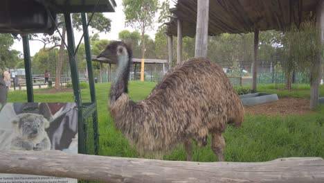 Pájaro-Avestruz-En-El-Zoológico-De-Sydney,-De-Cerca