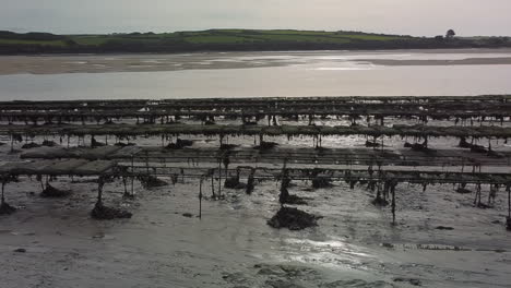 Criaderos-De-Ostras-En-El-Estuario-De-Camellos-Durante-La-Marea-Baja.