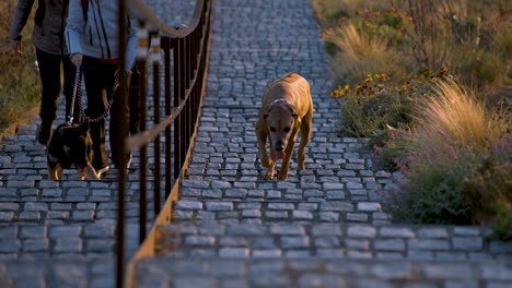 Two-dogs-being-walked-by-family-up-a-stairway-with-railing-in-park