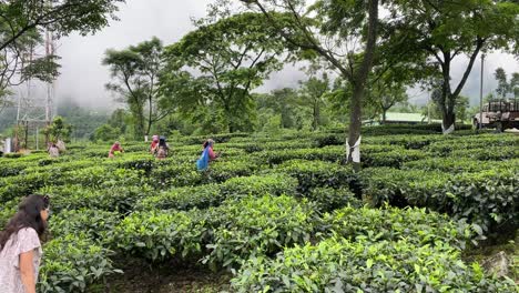 Trabajadores-De-Plantaciones-De-Té-Arrancando-Hojas-De-Té-En-Darjeeling,-Cosecha-De-Té-En-India