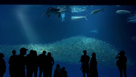 El-Acuario-De-La-Bahía-De-Monterey-Brinda-A-Las-Personas-Una-Vista-De-Cerca-Del-Mar-Abierto