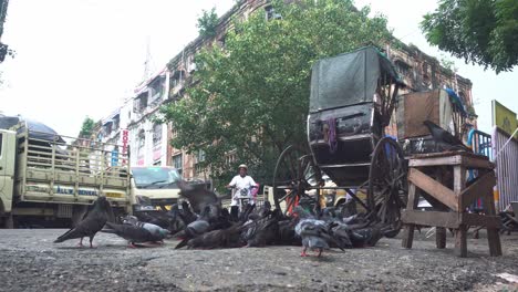 Las-Palomas-Comen-Comida-En-Las-Calles-De-Kolkata