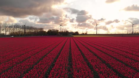 Campos-De-Tulipanes-Rojos-En-El-Campo-De-Holanda-Al-Atardecer,-Fondo-De-Turbinas-Eólicas