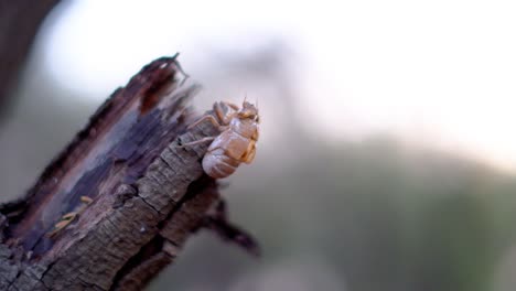 Insecto,-Cigarra-Orni,-Sentado-En-Un-árbol-Con-Un-Fondo-Suave-Y-Desenfocado-En-Zaton,-Croacia