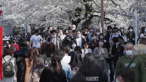 Muchos-Lugareños-Con-Máscaras-Protectoras-Se-Unen-Al-Festival-Hanami-Con-Cerezos-En-Flor-En-El-Fondo-Durante-La-Pandemia-En-Tokio,-Japón