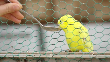 Feeding-a-cute-little-yellow-parakeet-using-seeds-on-a-spoon-through-the-wire-of-the-cage