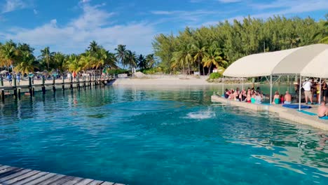 Dolphin-jumps-out-of-the-water-to-please-nearby-sitting-down-tourists-in-a-closed-bay-4K