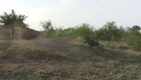 Enfrentamiento-De-Jabalíes-Y-Hienas,-Animales-Peleando-Por-El-Territorio-En-La-Sabana-Africana