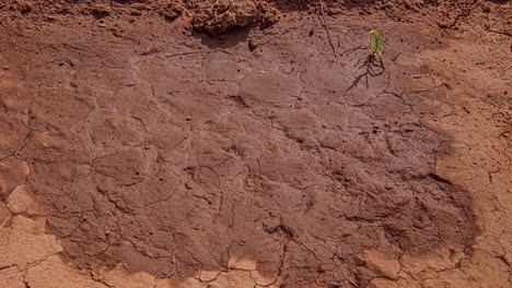 Close-up-shot-of-drying-out-of-the-soil-on-a-bright-sunny-day-in-timelapse