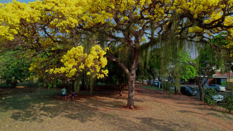 Gente-Disfrutando-De-La-Sombra-De-Un-Hermoso-árbol-De-Trompeta-Dorada