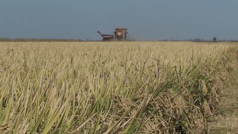 Campo-De-Arroz-Durante-La-Cosecha-Con-Cosechadora,-California,-Ee.uu.