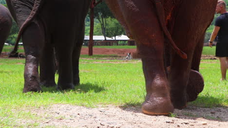 Increíble-Primer-Plano-De-Patas-De-Elefante-Alejándose-De-La-Cámara-En-Cámara-Lenta