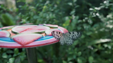 Zoom-En-Cámara-Lenta-De-Una-Mariposa