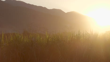 Haitian-Crops-at-Sunrise-with-mountains-in-the-background