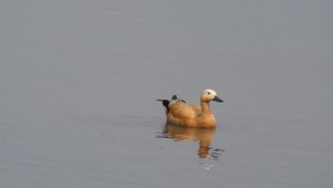 Ruddy-shelduck-Ruddy-shelduck-Ruddy-shelduck