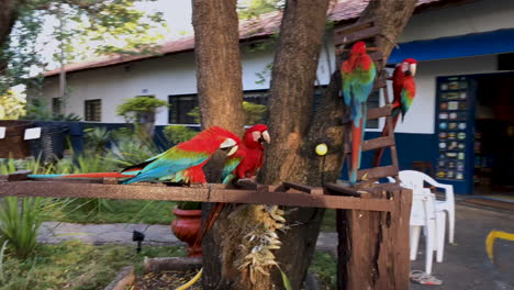 Grupo-De-Loros-Peleando-Por-La-Comida,-Loro-Rojo-Amazónico-Guacamayo-Escarlata-O-Ara-Macao