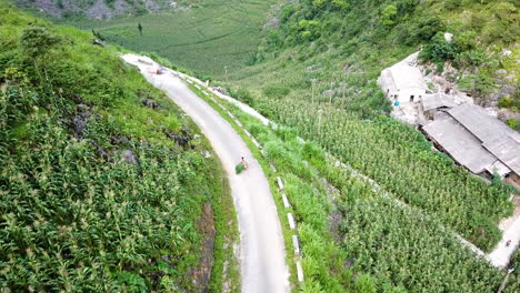 Vista-Aérea-Con-Drones-De-Un-Local-Vietnamita-En-Bicicleta-A-Lo-Largo-De-Una-Carretera-Con-Arroz-Recién-Cortado-En-La-Parte-Trasera-De-Una-Bicicleta-De-Empuje