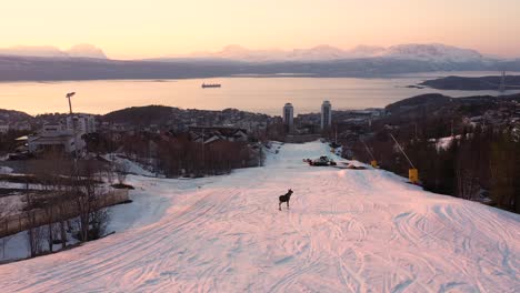 Luftaufnahme-Von-Elchen,-Die-Bei-Sonnenuntergang-Auf-Einer-Verschneiten-Skipiste-Spazieren-Gehen