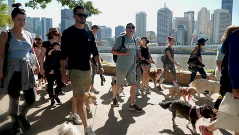 Millones-De-Patas-Caminando,-Paseando-Perros-En-Southbank,-Brisbane-2018---Parque-Para-Perros,-Paseando-Perros-Con-El-Dueño---Personas-En-áreas-Públicas