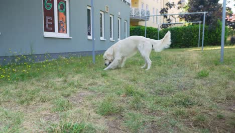 Vista-En-Primera-Persona-Del-Dueño-Jugando-Al-Lanzamiento-Con-Su-Perro-Blanco,-Batido-De-Mano