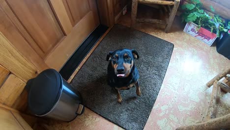 Adorable-Pequeño-Perro-Negro-Esperando-Un-Regalo