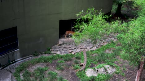 Tigers-in-the-zoo-in-Johor-Barhu-Malaysia