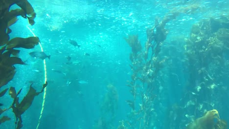 Imágenes-Submarinas-De-La-Vida-Marina-Del-Bosque-De-Algas-Marinas-Rodeado-De-Enormes-Algas-Marinas-Que-Crecen-Bajo-La-Luz-Natural-Del-Sol