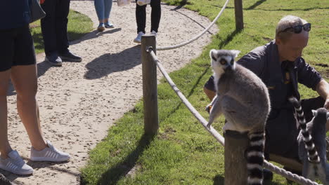 Ring-tailed-Lemur-perched-on-wooden-post-eating-fruit-as-tourists-admire-at-a-close-distance