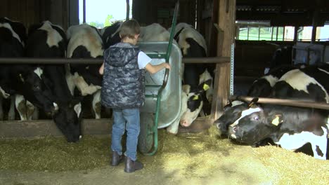 El-Niño-Alimenta-A-Las-Vacas-En-El-Ensilaje-De-La-Granja