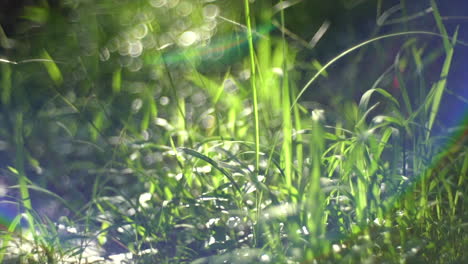 Green-Grass-On-Meadow-Swaying-On-The-Wind-In-Wild-Nature