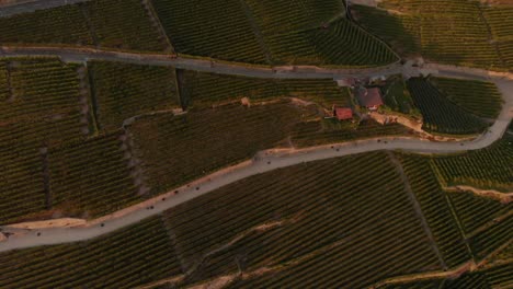 drone-footage-of-swiss-near-Leman-Lake,-showing-grape-fields,-boats,-harbor,-small-towns