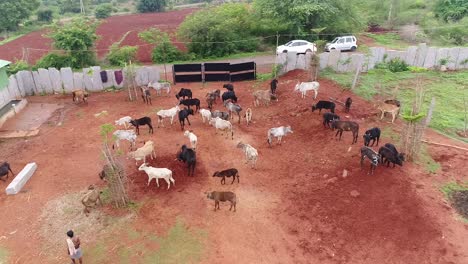 Un-Grupo-De-Ganado-En-Un-Corral