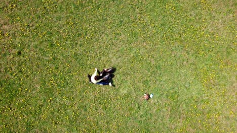 Purebred-Yorkshire-terrier-dogs-running-and-playing-with-their-owner,-on-a-green-field