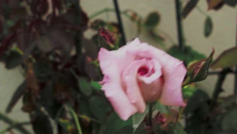 Wet-Rose-bush-in-the-rain