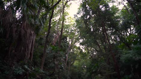 Slow-tilt-down-inside-beautiful-natural-Todoroki-Valley-in-the-heart-of-Tokyo